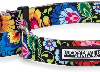 lucky love dog martingale collar premium no slip collar great for whippets greyhounds and more blackbird medium