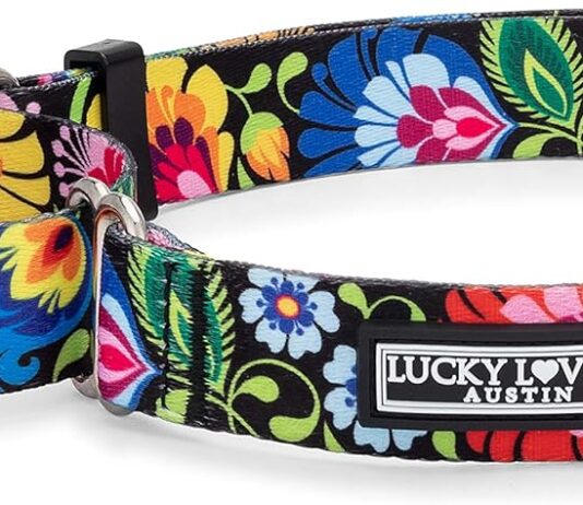lucky love dog martingale collar premium no slip collar great for whippets greyhounds and more blackbird medium