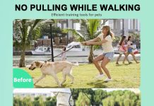 prong training collar for dogs review