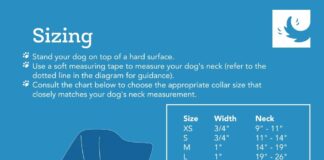 rc pets 58 martingale training dog collar review