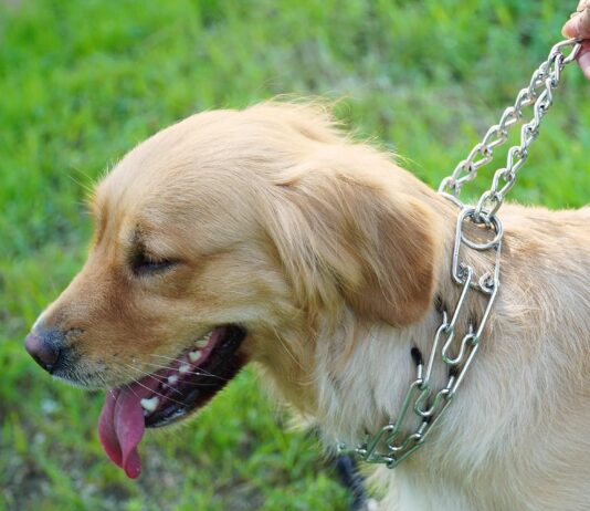 dog prong training collar dog choke pinch collar with comfort tips and quick release snap buckle for small medium large 1 2