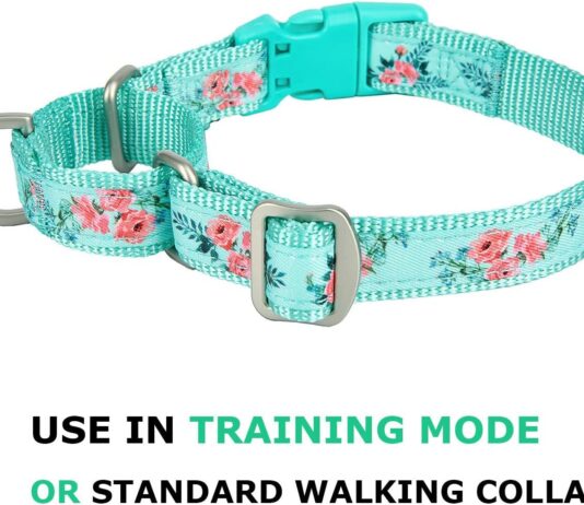 martingale dog collars with quick snap buckle review