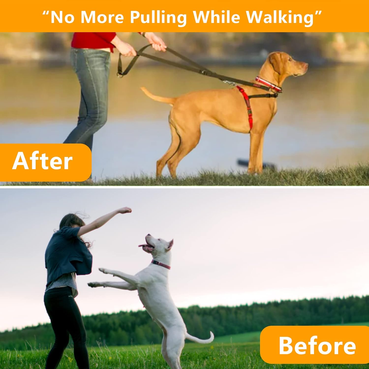 No Pull Collar for Dogs, Dog Collar with Buckle  Dog Walking Tool for Small, Medium, or Large Breed