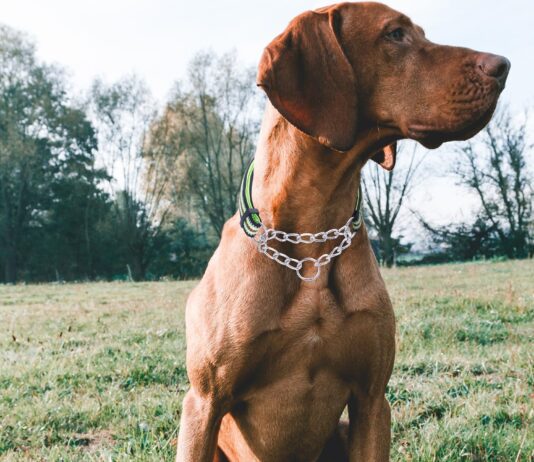 reflective martingale dog collars review