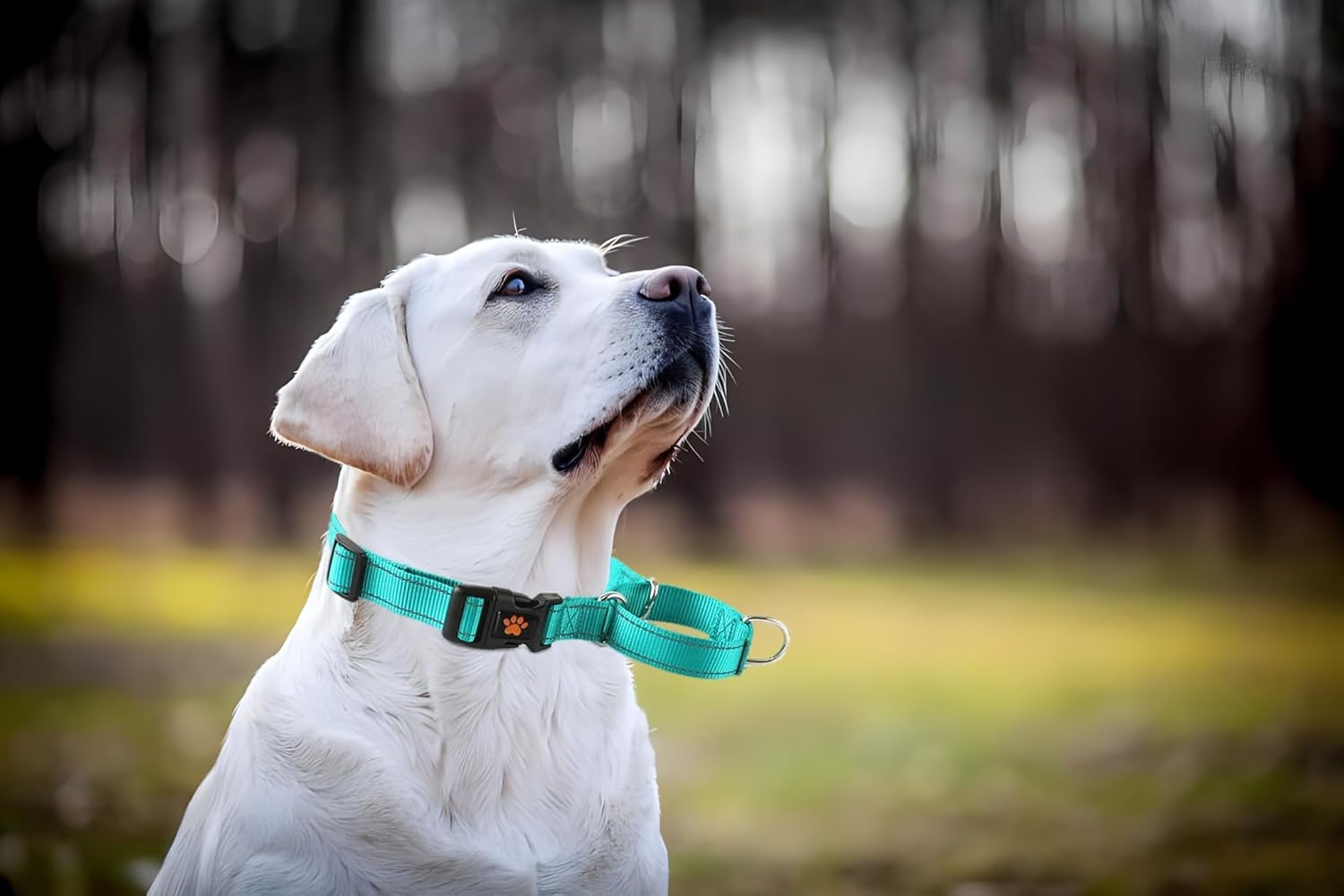 Martingale Collar for Dogs,Reflective Dog Collar Leash Set with Quick Release Buckle No-Pull Collars Adjustable for Small Medium Large Dogs Black,XL Martingale Collar+Leash