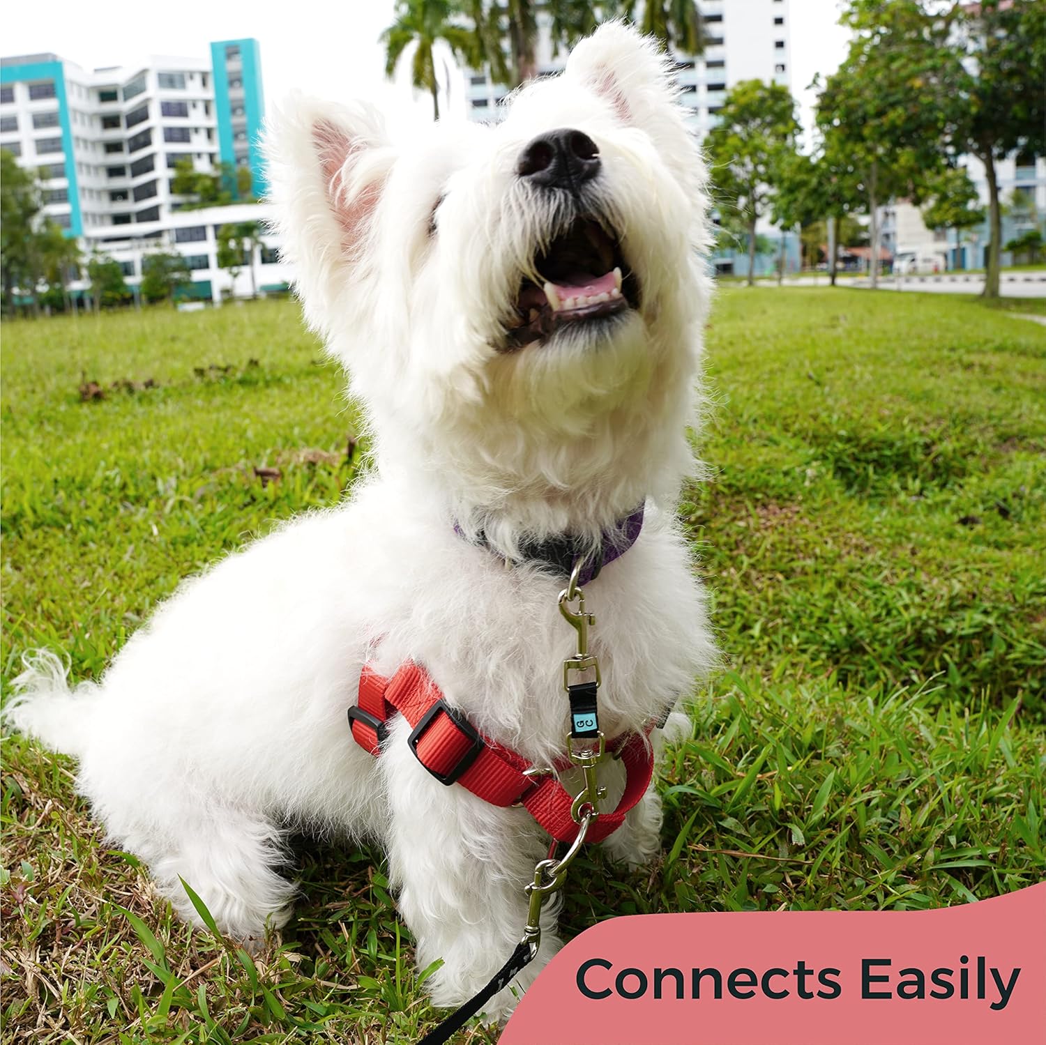 Gentle Creatures Collar Companion - Mini - Small Dogs Collar Backup Clip for Dog Harness, Prong Collar, Pinch Collar, Gentle Lead - Double Ended Backup Clasp - Harness to Collar Safety Clip