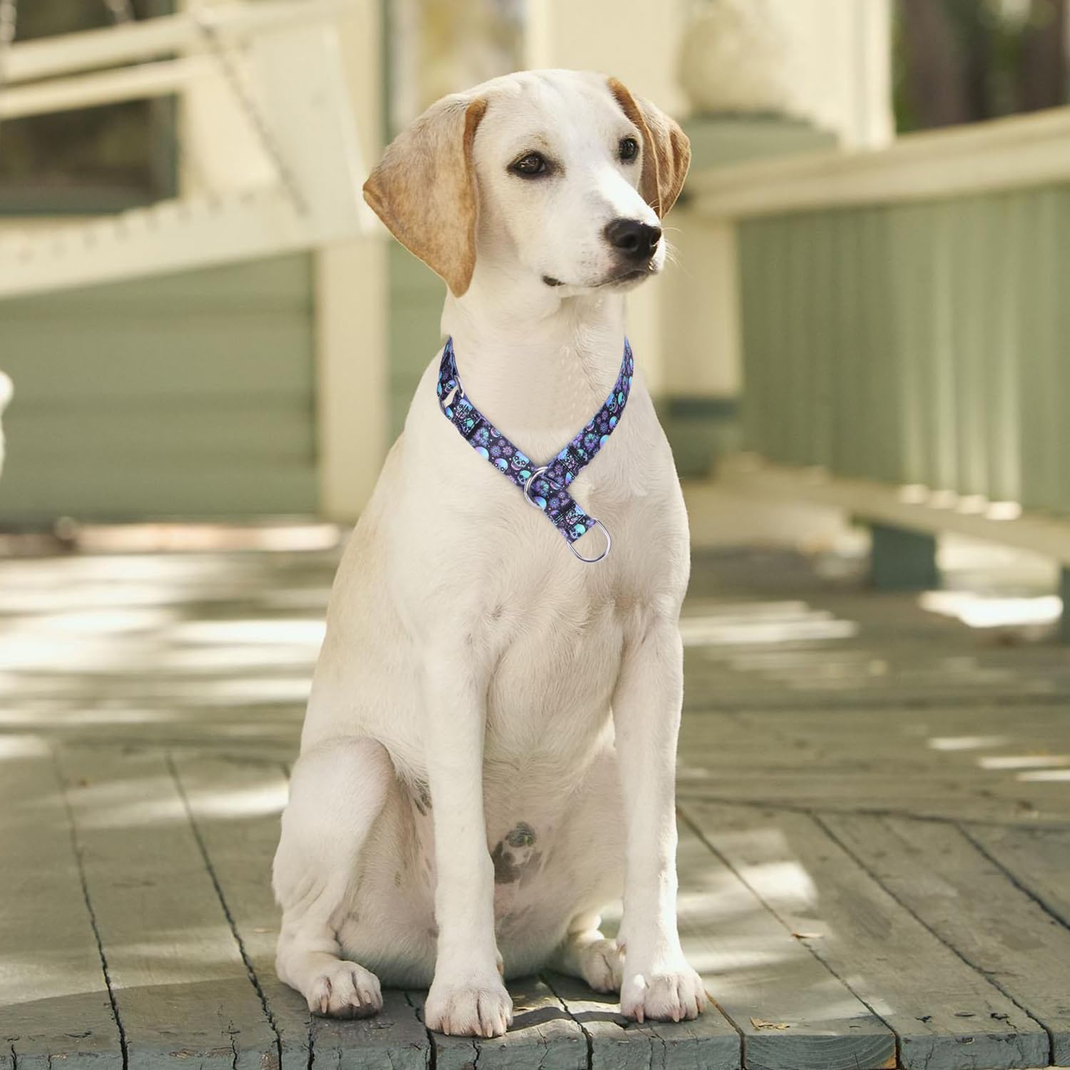 Serijoars Martingale Dog Collar - No-Pull Training Collar with Flower Multicolor Cute Patterns and Slidable Stop Ring (L, Fireworks)