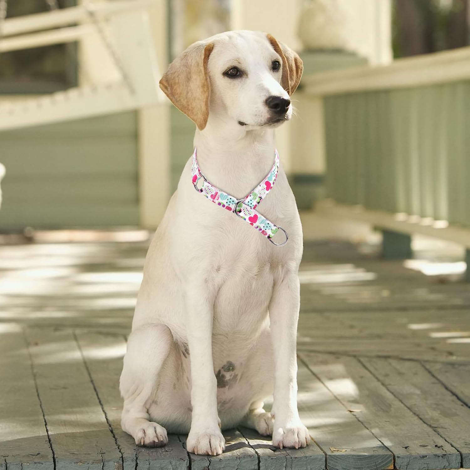 Serijoars Martingale Dog Collar - No-Pull Training Collar with Flower Multicolor Cute Patterns and Slidable Stop Ring (L, Fireworks)