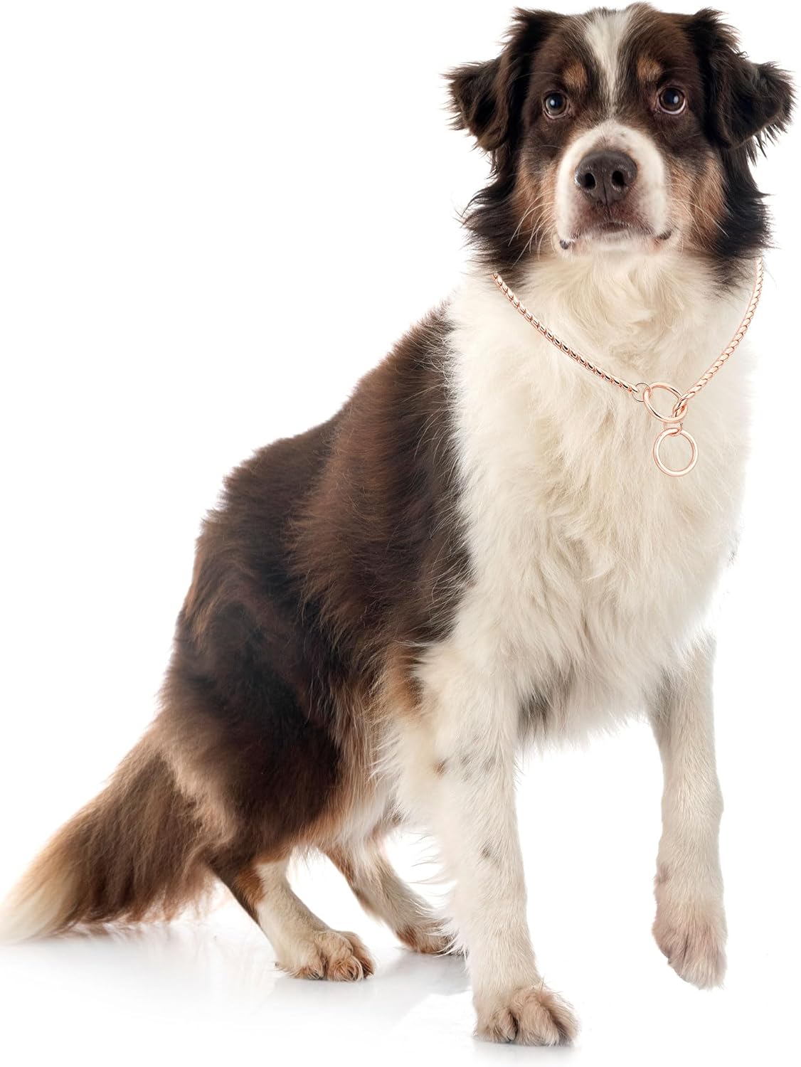 Metal Chain Dog Choke Collar, Puppy Pet Snake Chain Stainless Steel Slip Chain Collar for Dogs Walking Training