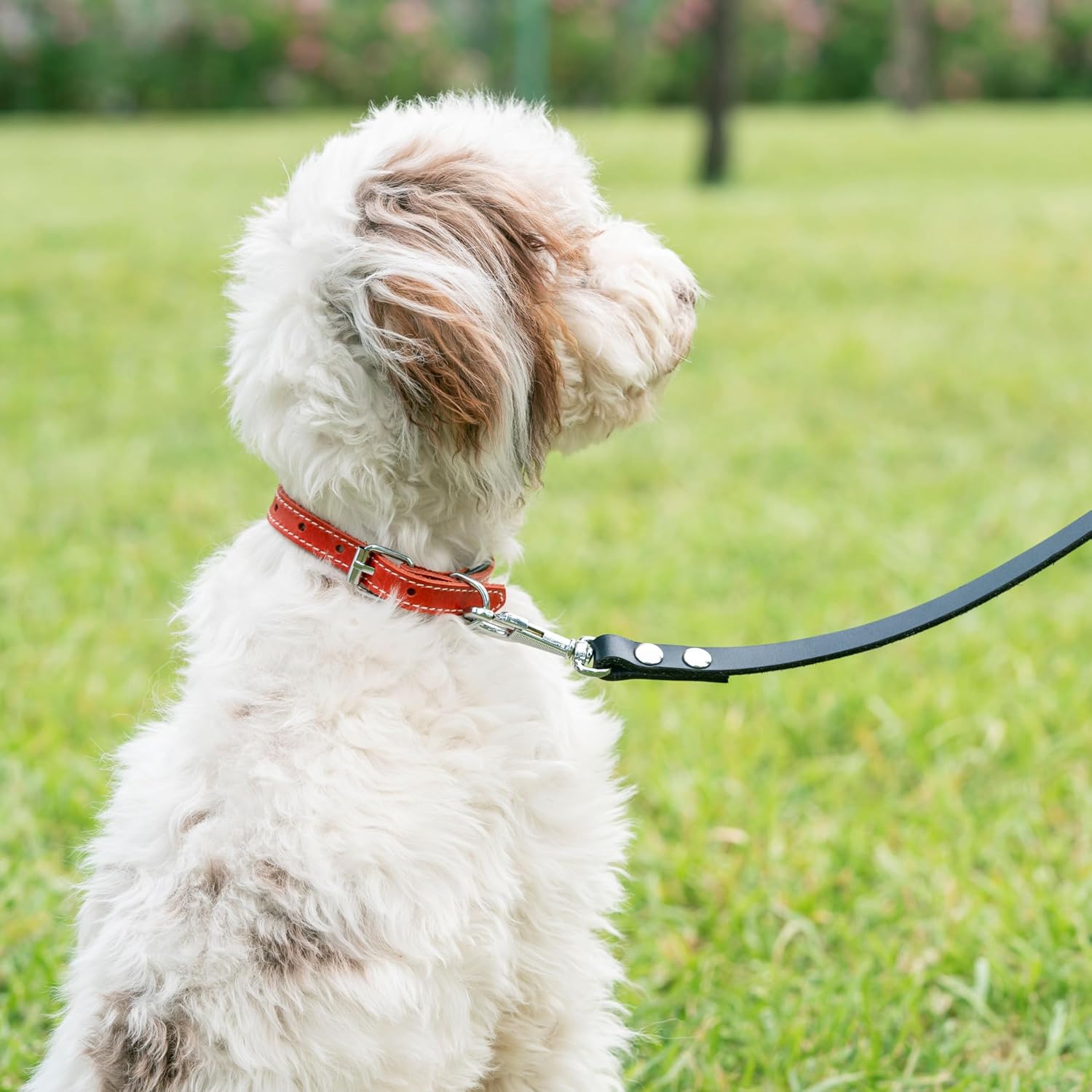 Filbert Leather Dog Collar, Genuine Leather Collar for Large Dogs, Premium, Luxury Padded, Strong, Adjustable for All Breeds, Heavy Metal Buckle, Ultra-Durable, Black Filbert Leather Dog Collar, Genuine Leather Collar for Large Dogs, Premium, Luxury Padded, Strong, Adjustable for All Breeds, Heavy Metal Buckle, Ultra-Durable, Black