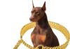 Gold Dog Collar Chain Stainless Steel 19K review