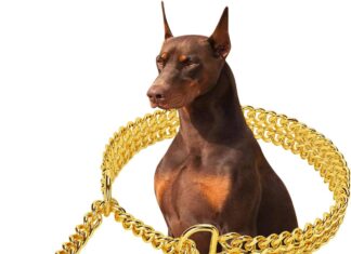 Gold Dog Collar Chain Stainless Steel 19K review