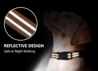 Martingale Dog Collar (Purple M) review