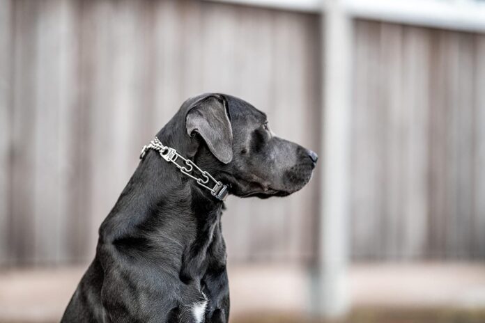 herm-sprenger-dog-training-prong-collar-with-quick-release-cliclock-buckle-and-swivel-ring-adjustable-length-stainless-s