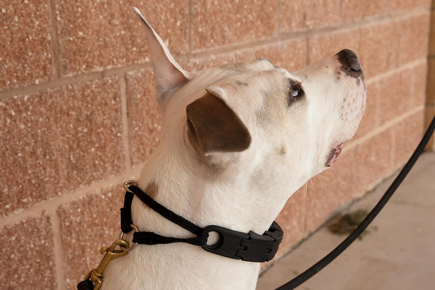 Starmark Pro-Training Dog Collar Large Starmark Pro-Training Dog Collar Large