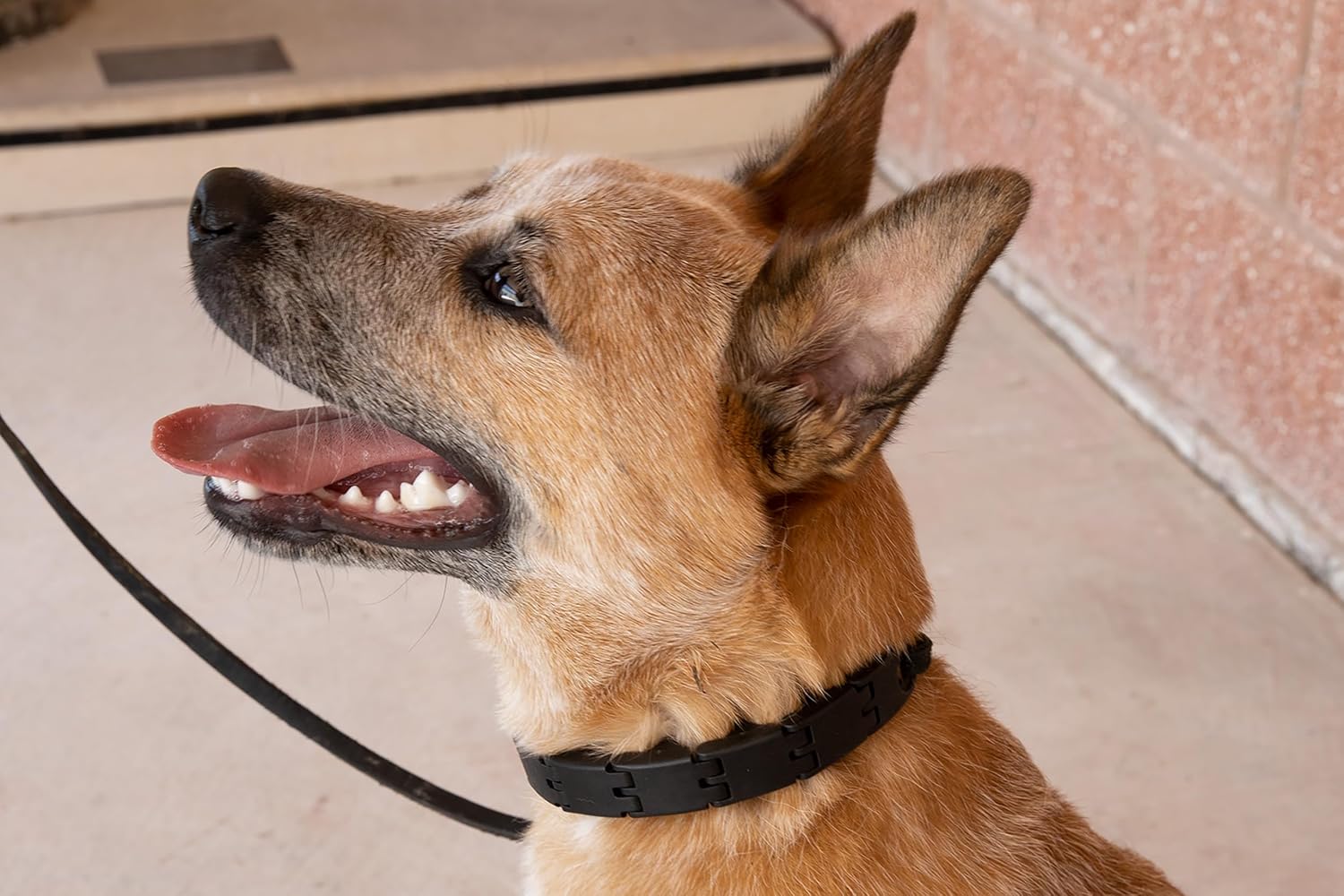 Starmark Pro-Training Dog Collar Large Starmark Pro-Training Dog Collar Large