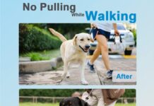 Dog Collar with Buckle Adjustable Dogs Collars review