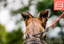 Herm. Sprenger NeckTech Sport Prong Dog Collar review