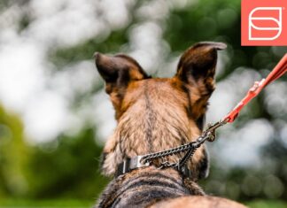 Herm. Sprenger NeckTech Sport Prong Dog Collar review Home |