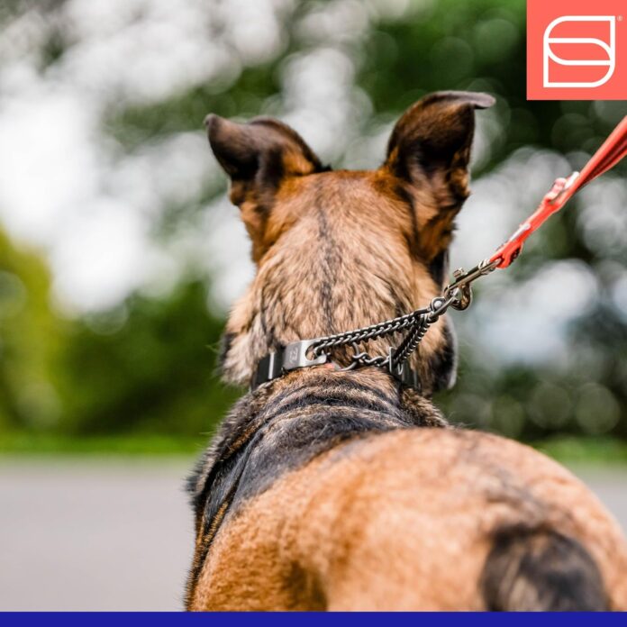 herm-sprenger-necktech-sport-prong-dog-training-collar-with-quick-release-snap-and-swivel-anti-pull-training-pinch-colla