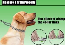 Quick Release No Pull Collar review