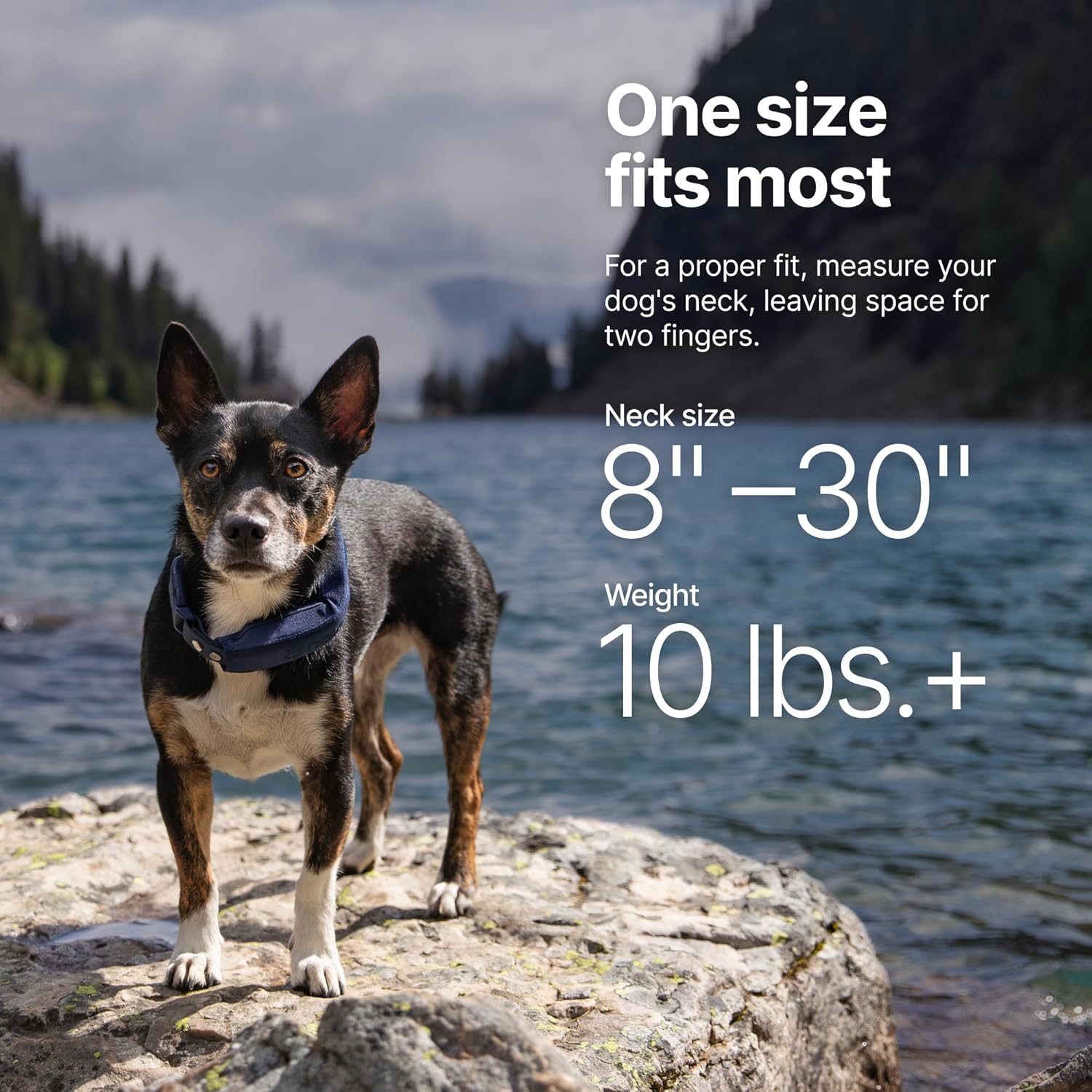 Halo Collar 5 Wireless Dog Fence GPS Dog Collar, Keep Your Dog Safely Contained Outdoors with App-Controlled Boundaries and Real-Time Tracking, One Size, Midnight Halo Collar 5 Wireless Dog Fence GPS Dog Collar, Keep Your Dog Safely Contained Outdoors with App-Controlled Boundaries and Real-Time Tracking, One Size, Midnight