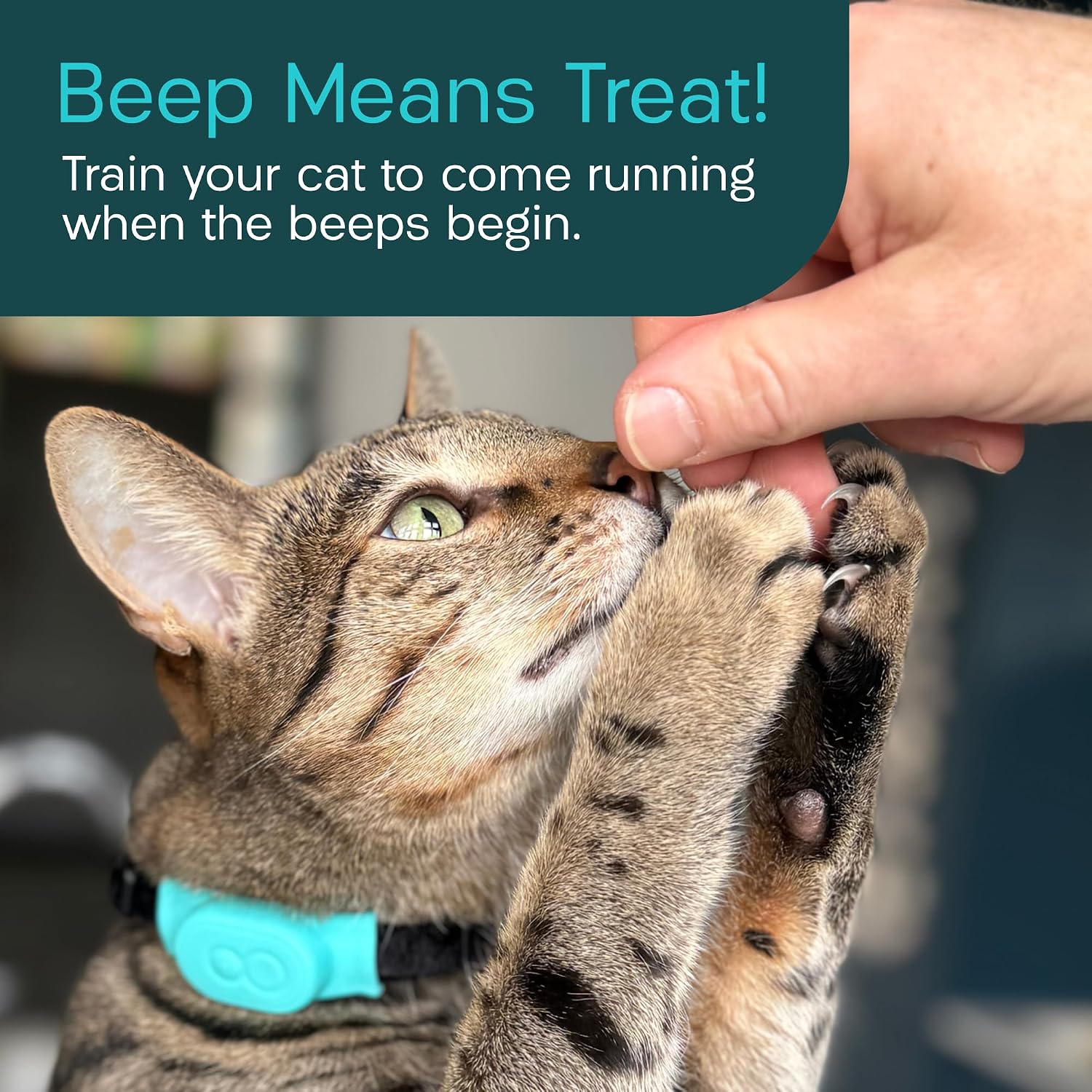 Tabcat V2 Cat & Kitten Tracker review | Reviews Tabcat V2 Cat & Kitten Tracker - More Accurate Than GPS - No Monthly Fee or Subscription - Includes Homing Tags - Up to
